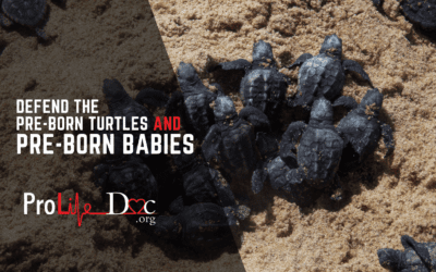 Defend Pre-Born Turtles AND God’s Pre-Born Babies