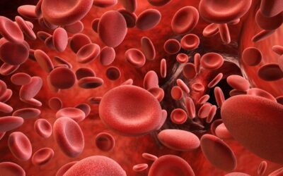 Fearfully and Wonderfully Made: How Preborn Babies Build Their Own Blood Supplies